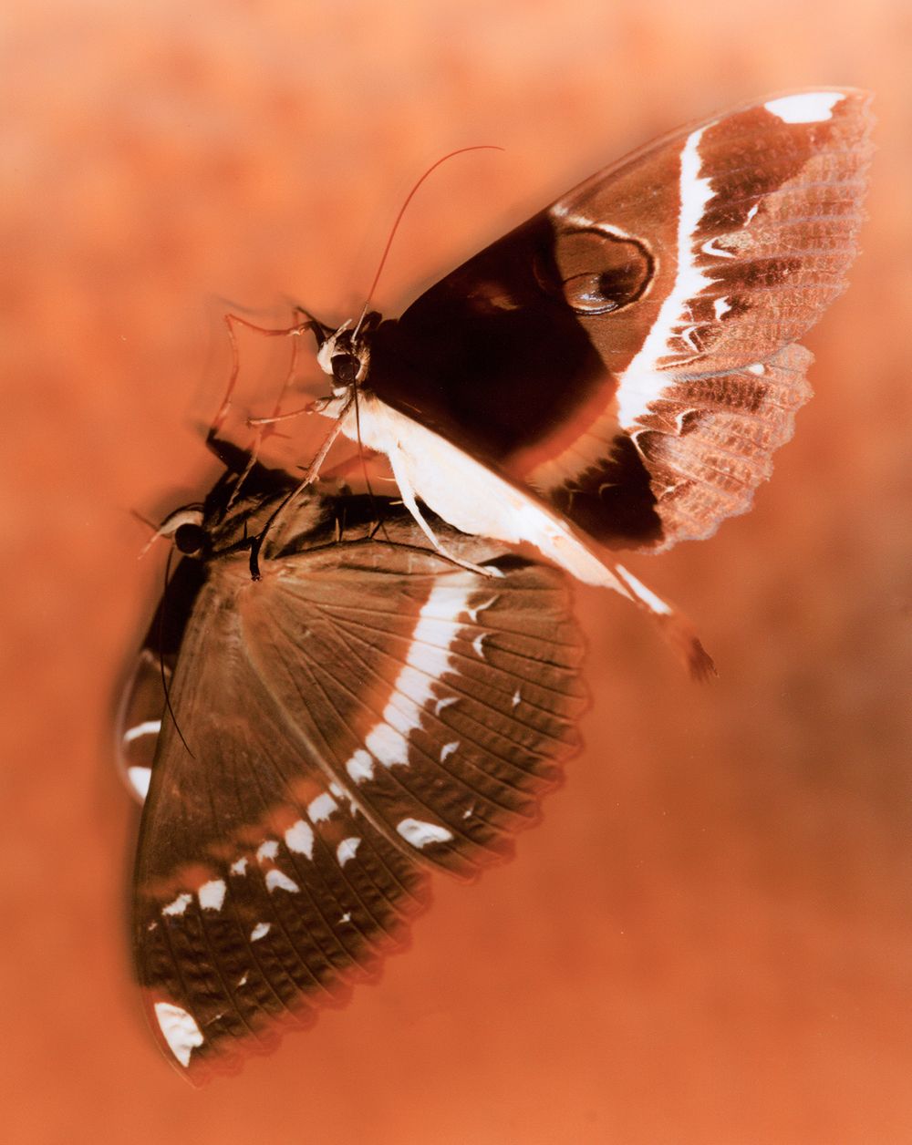 A decorative image from Usal Project