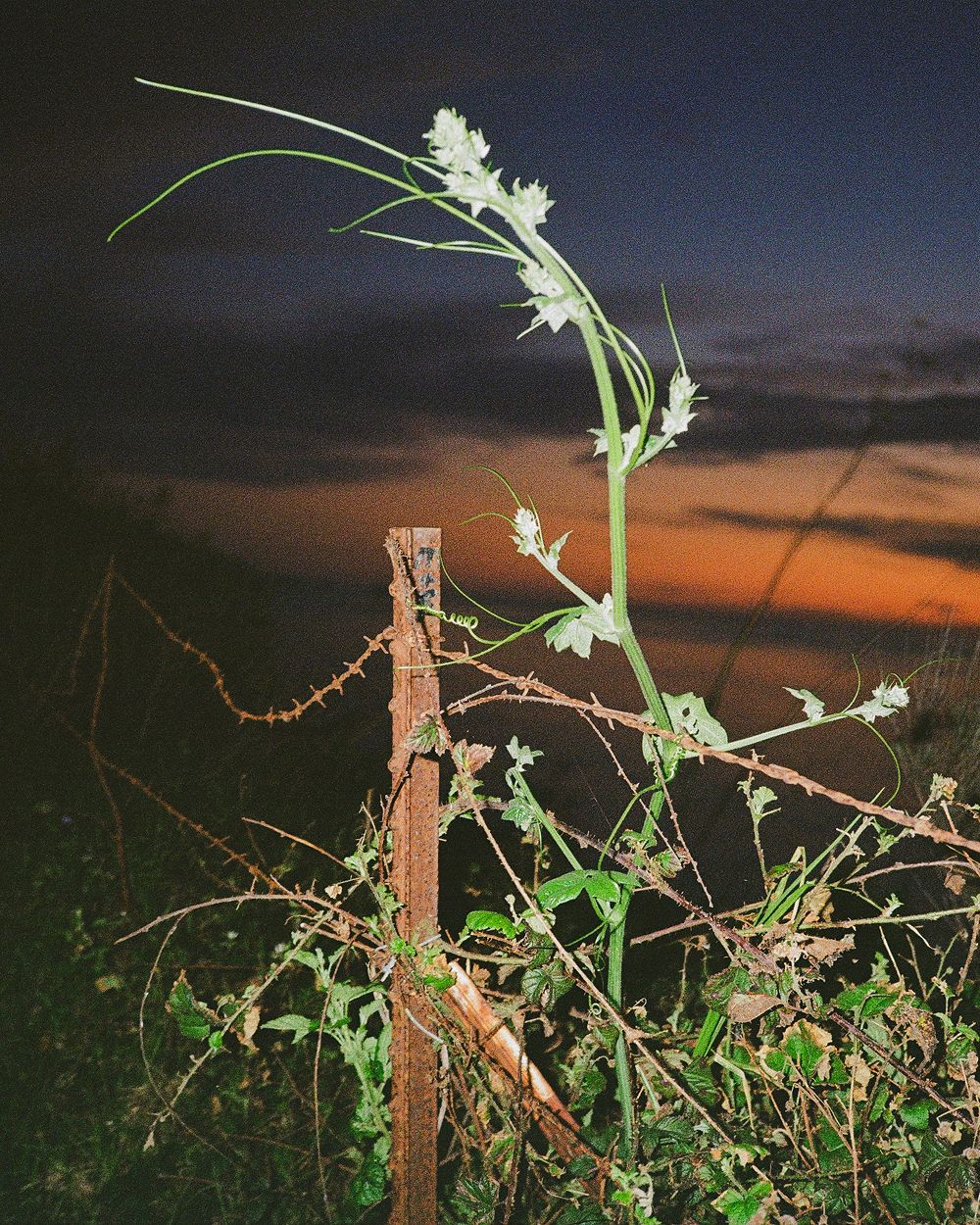 A decorative image from Usal Project