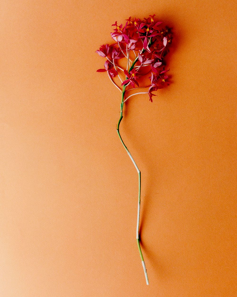 A decorative image from Usal Project