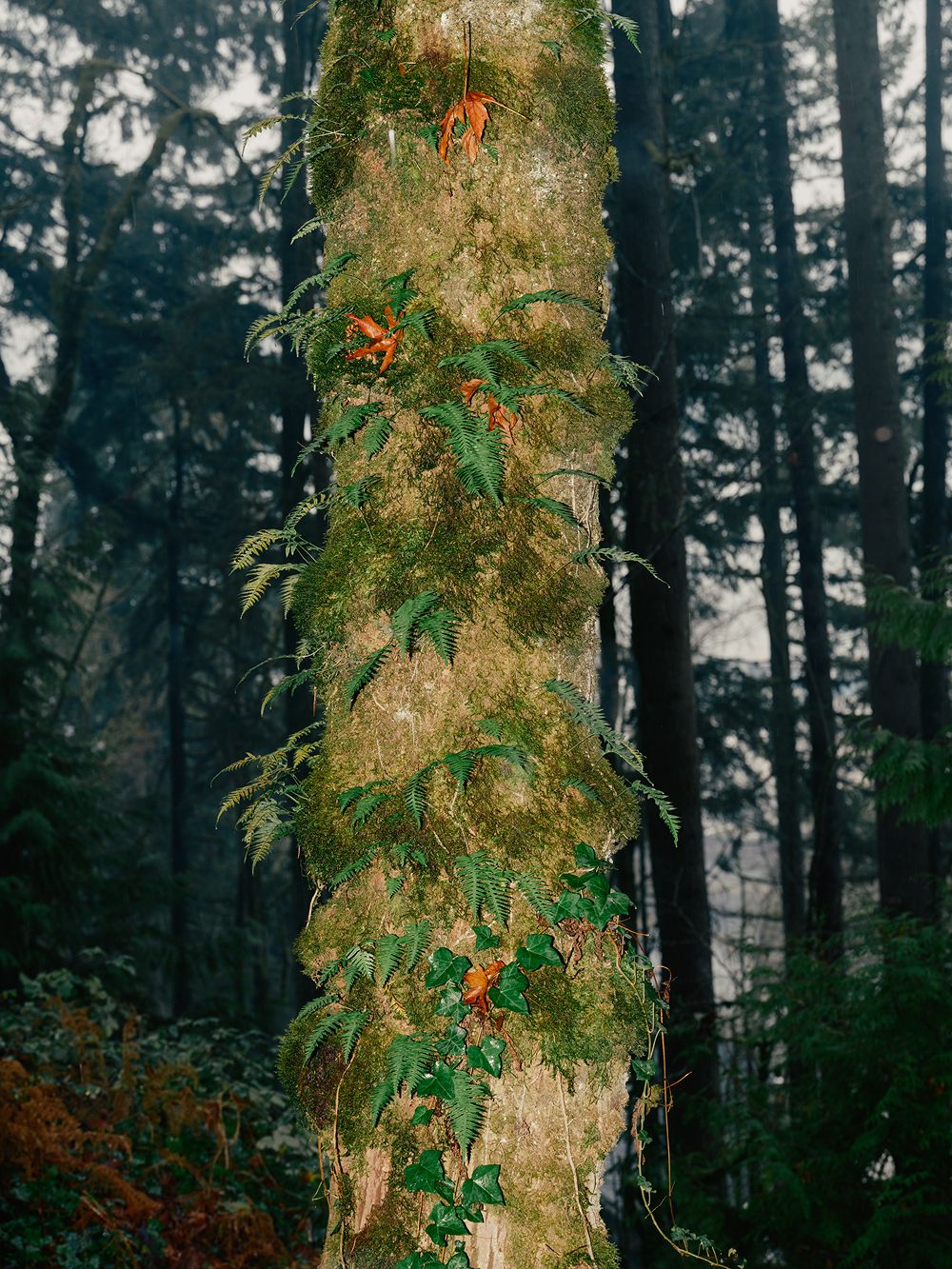 A decorative image from Usal Project