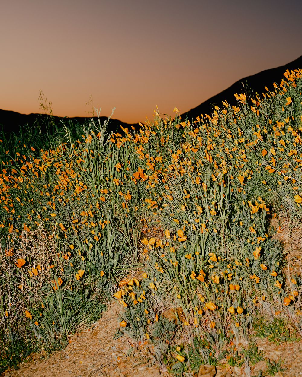 A decorative image from Usal Project