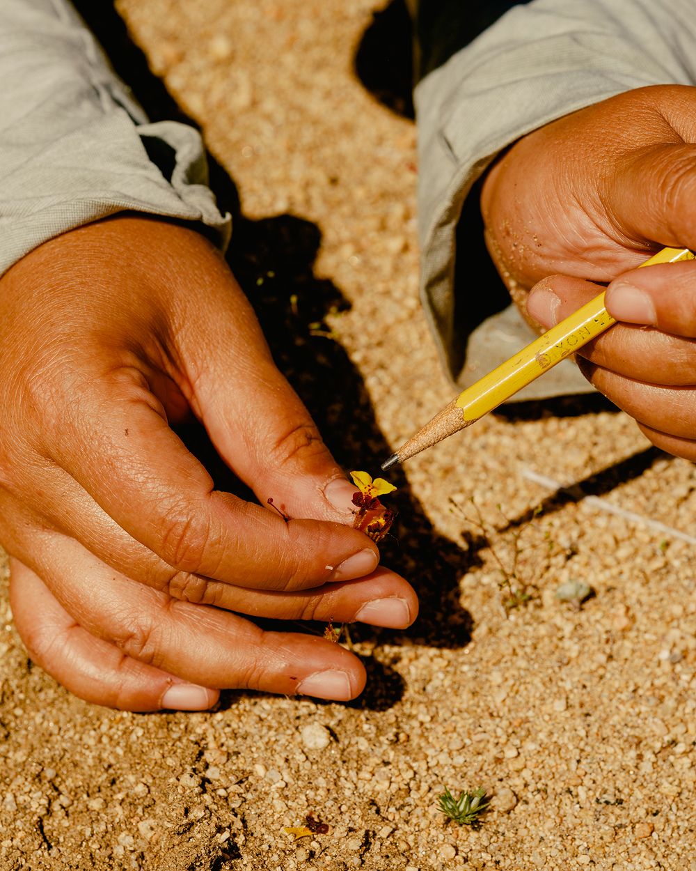 A decorative image from Usal Project