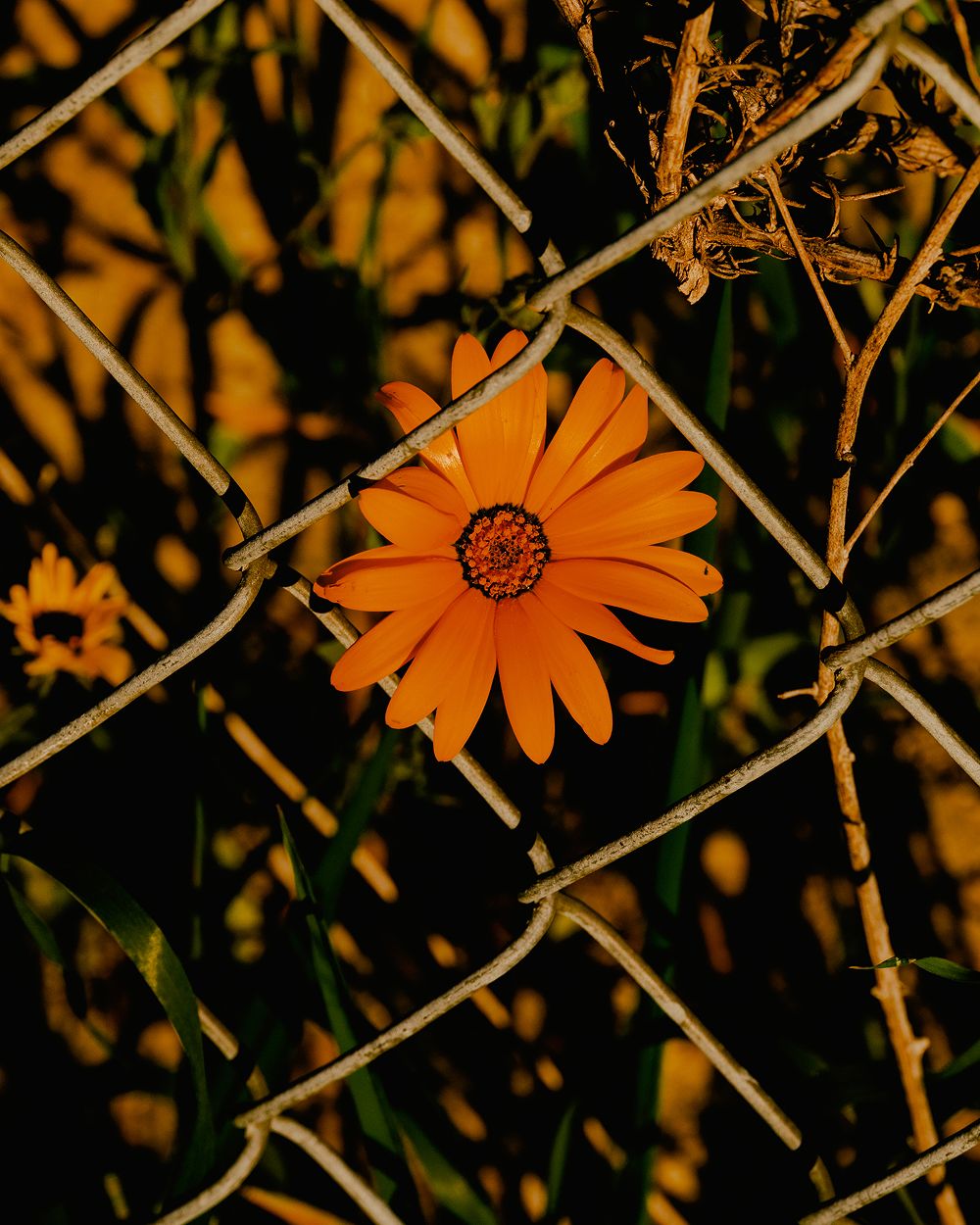 A decorative image from Usal Project