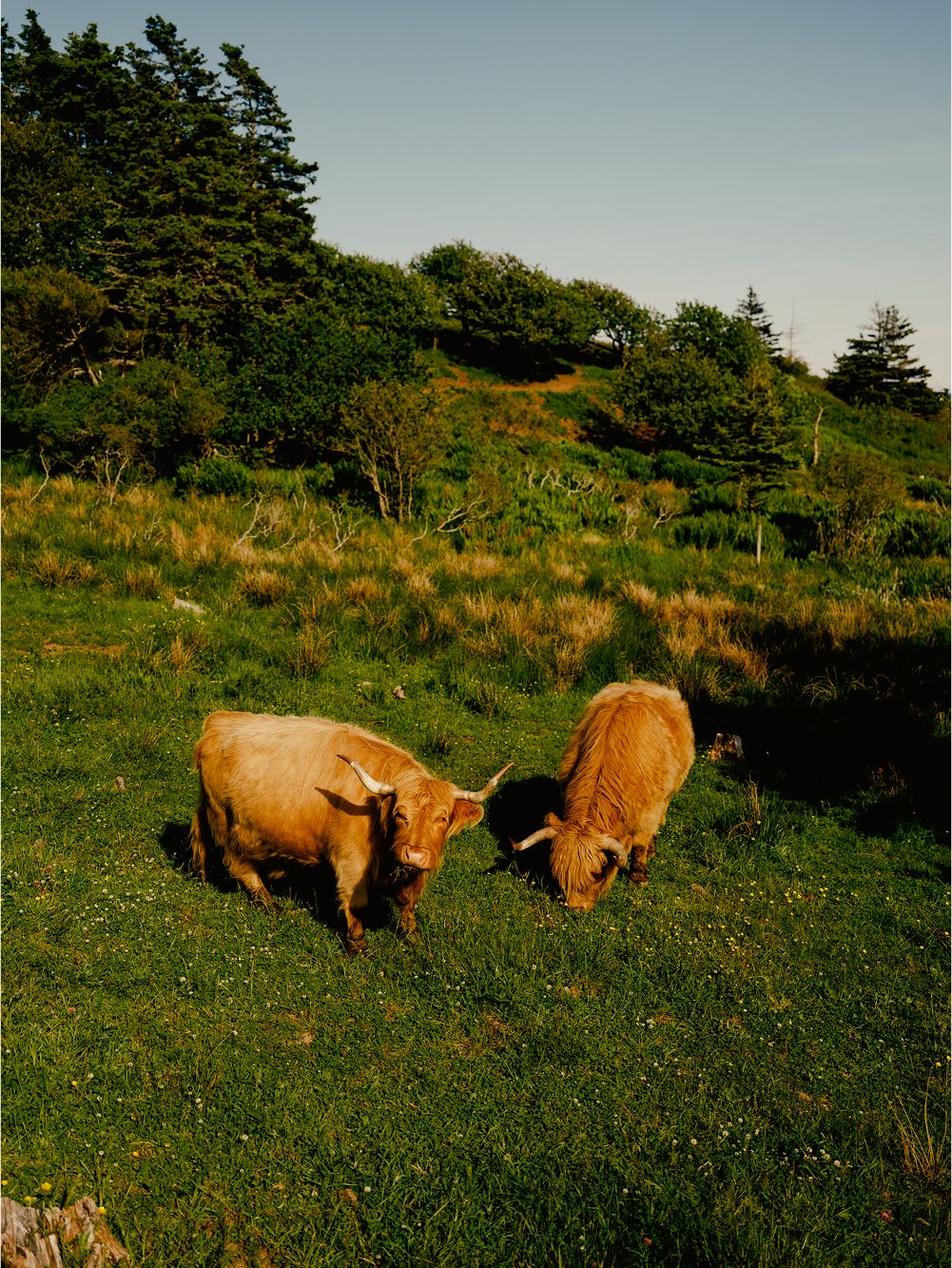 A decorative image from Usal Project