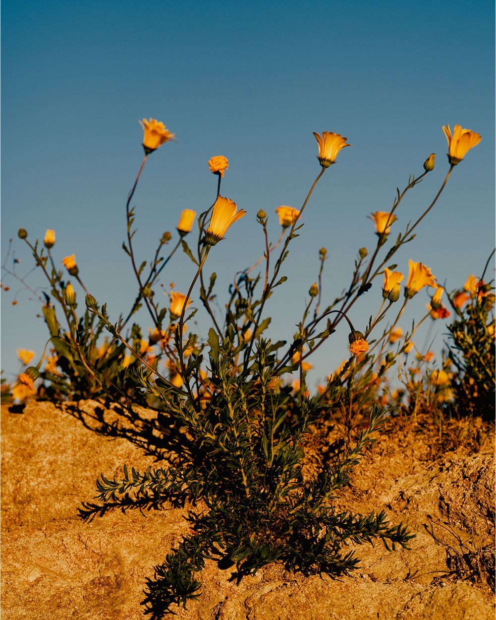 A decorative image from Usal Project