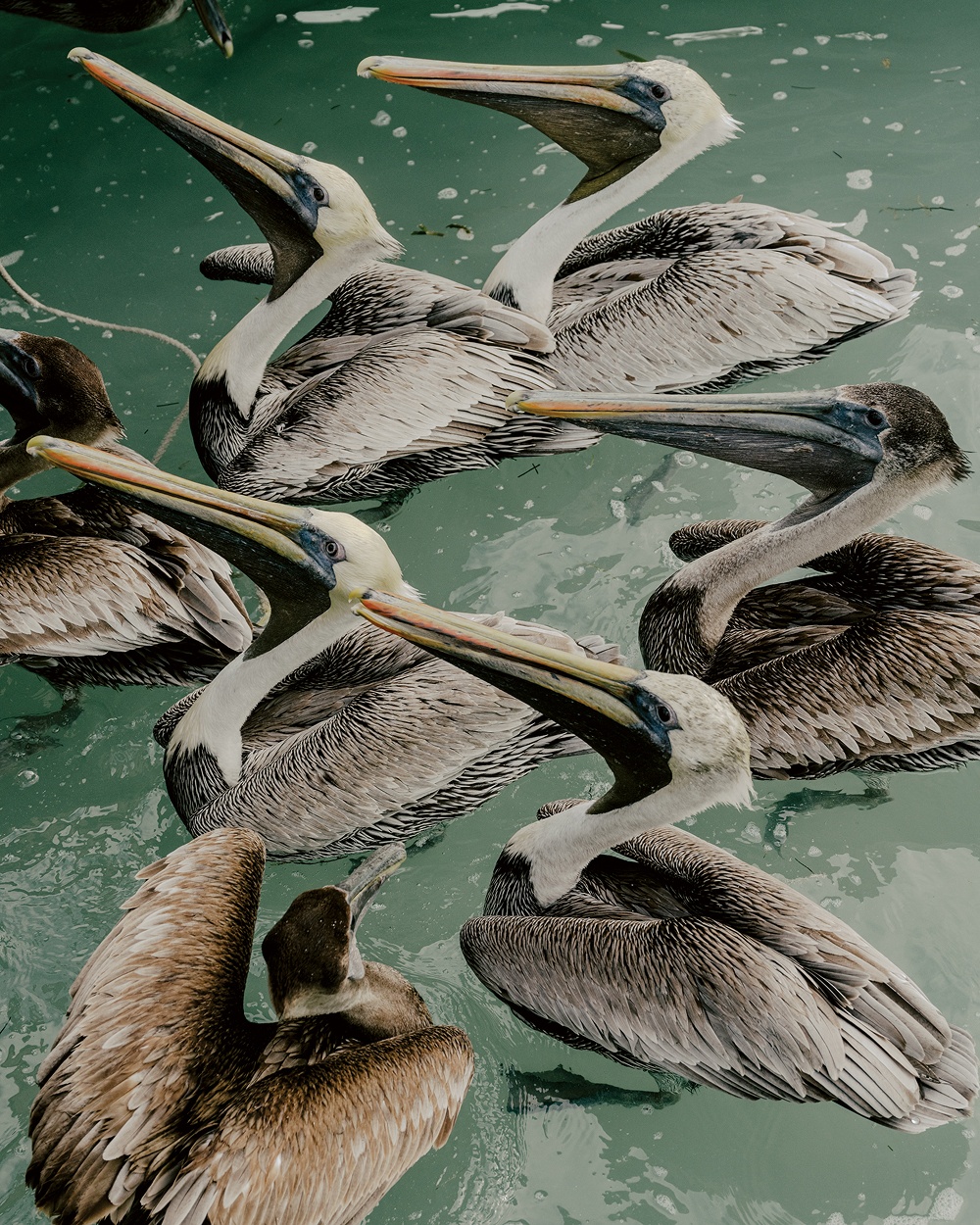 A decorative image from Usal Project