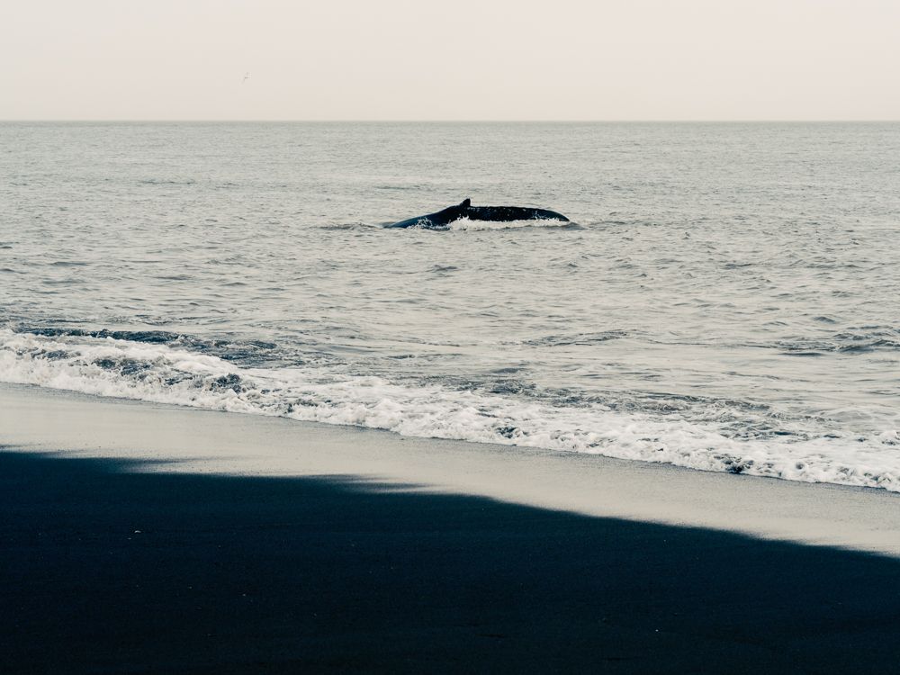 A decorative image from Usal Project