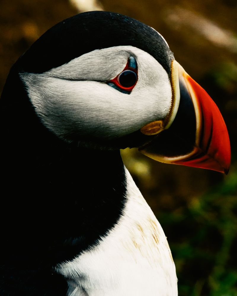 A decorative image from Usal Project