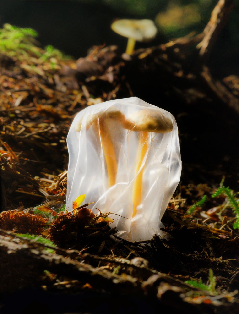 A decorative image from Usal Project