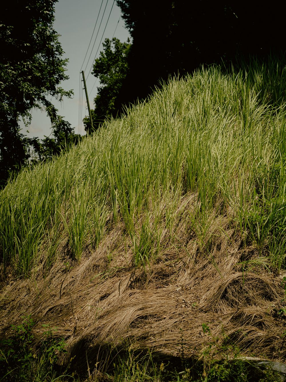 A decorative image from Usal Project