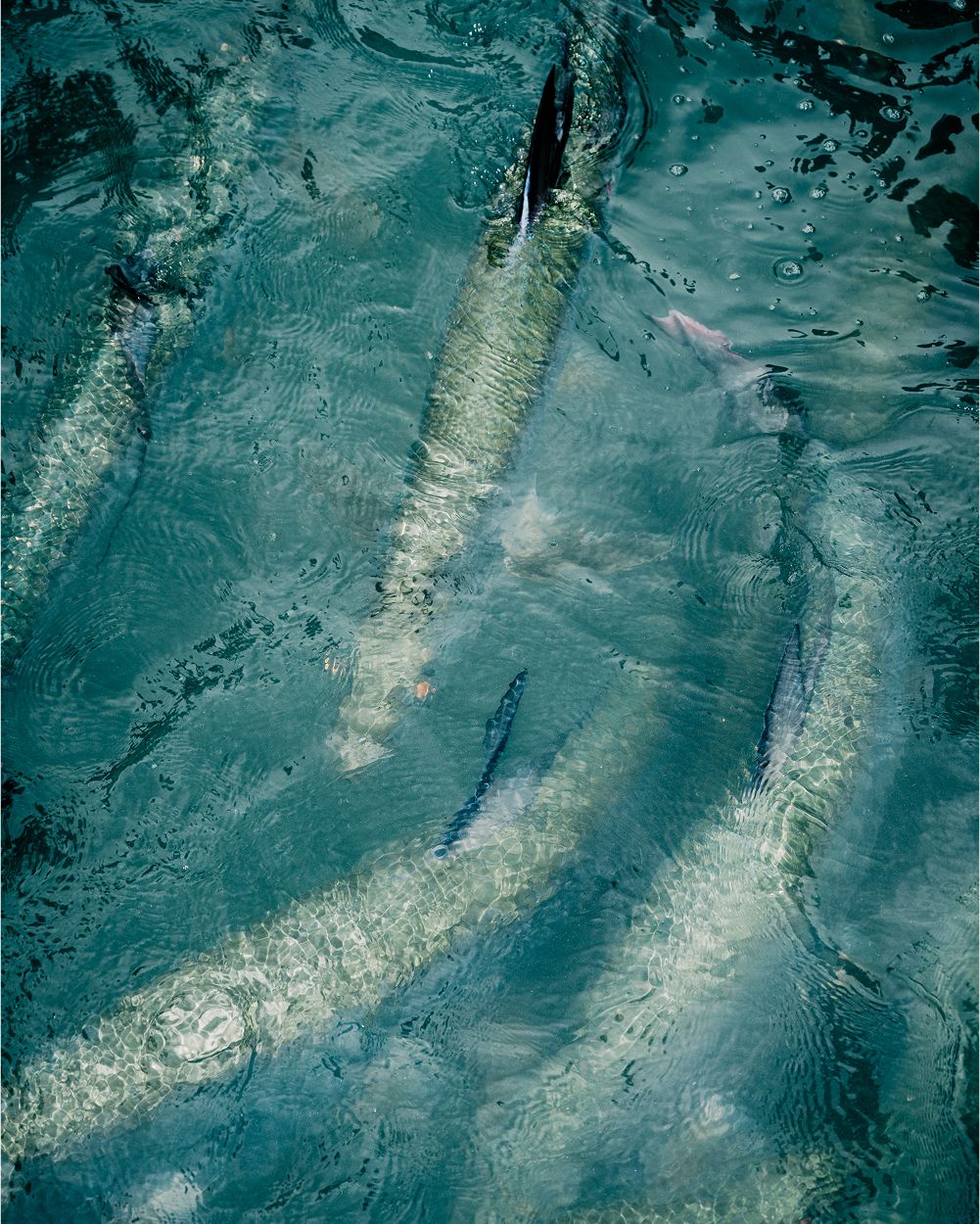 A decorative image from Usal Project