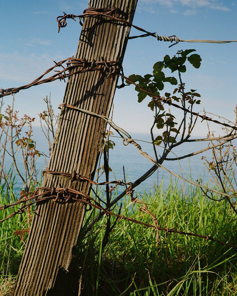 A decorative image from Usal Project