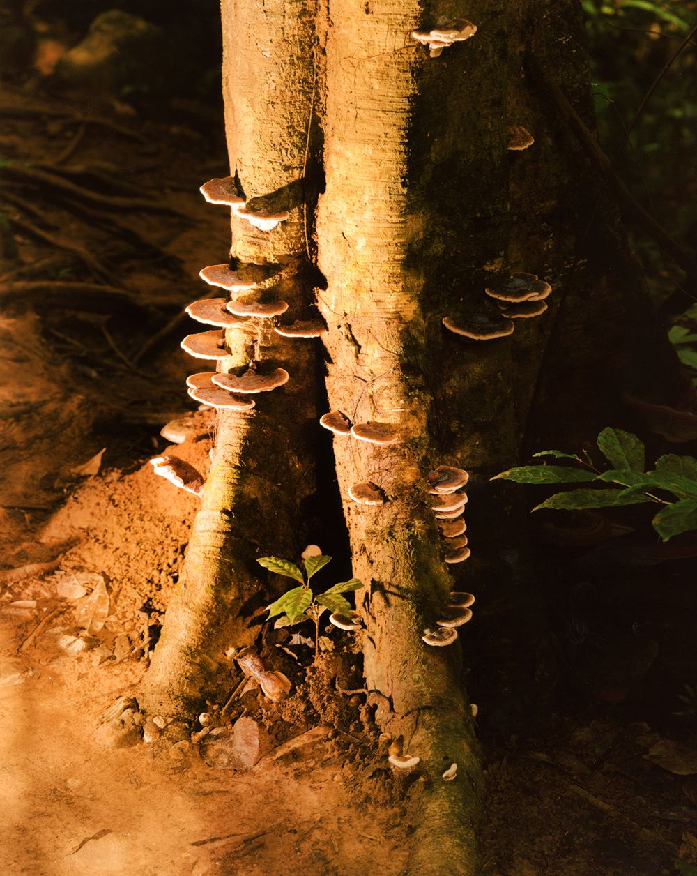 A decorative image from Usal Project