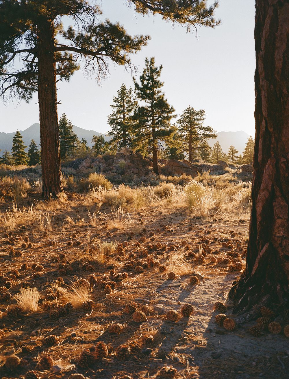 A decorative image from Usal Project