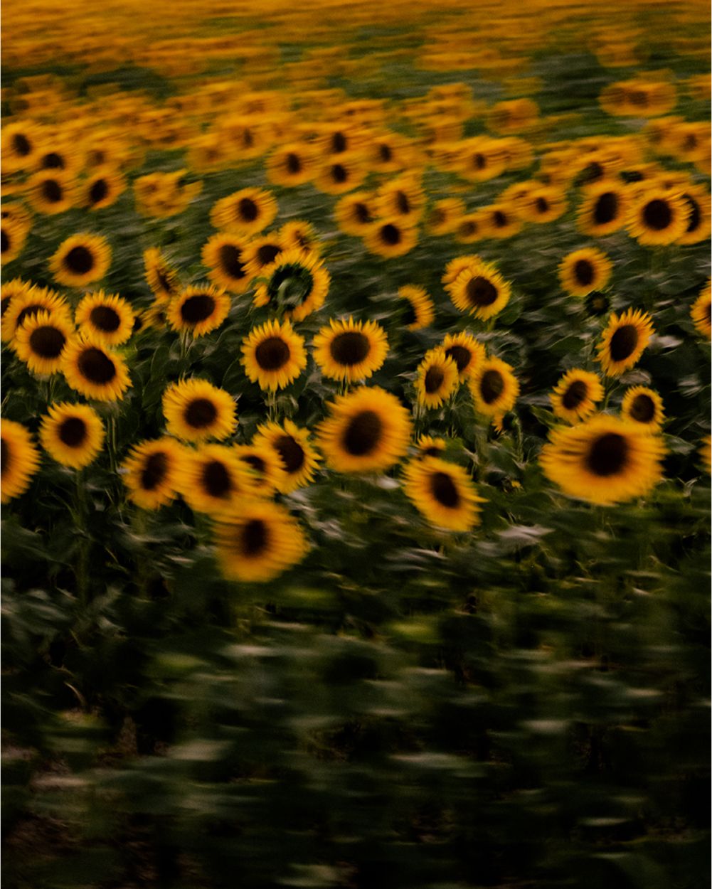 A decorative image from Usal Project