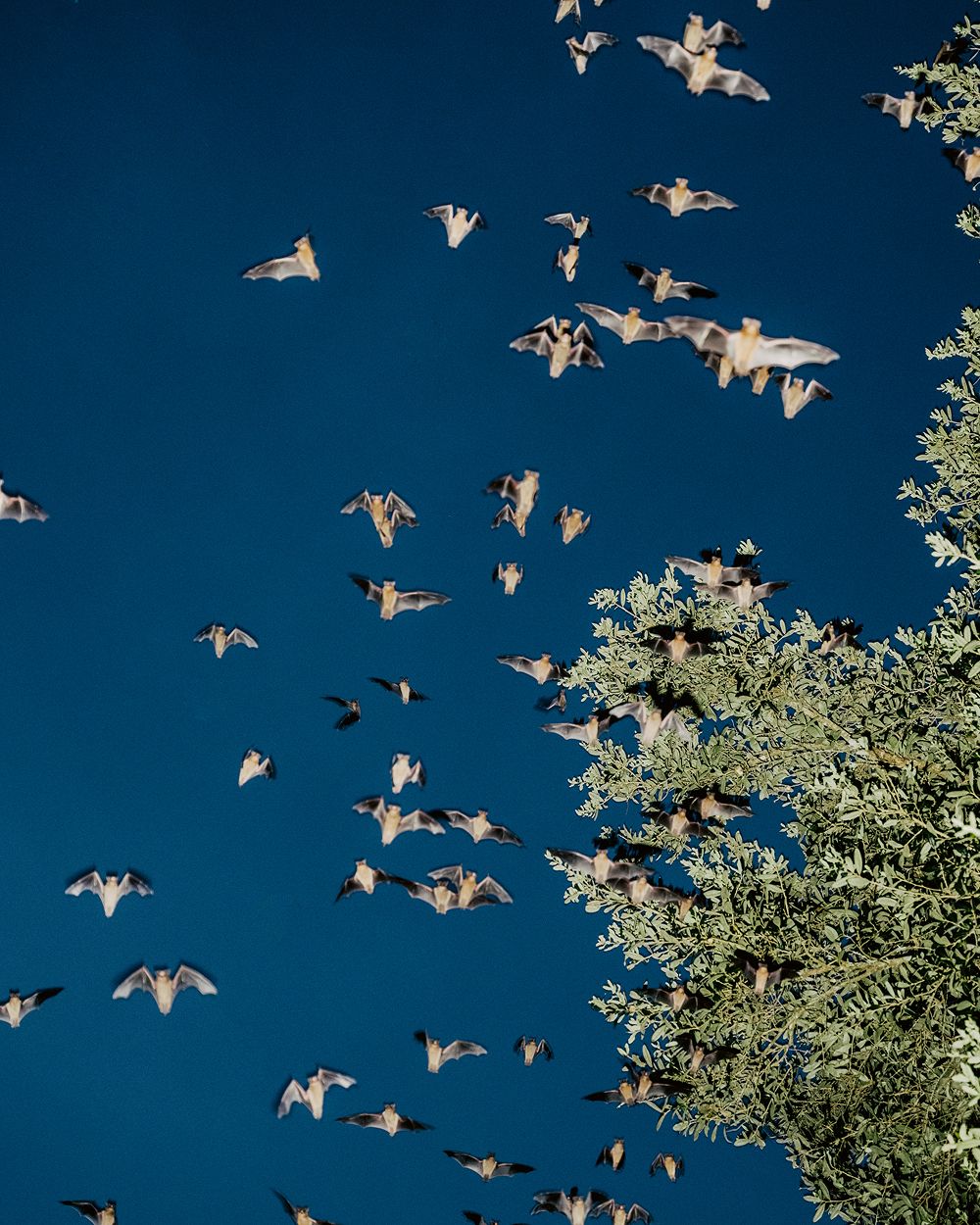 A decorative image from Usal Project