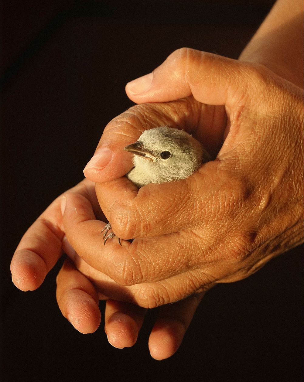 A decorative image from Usal Project