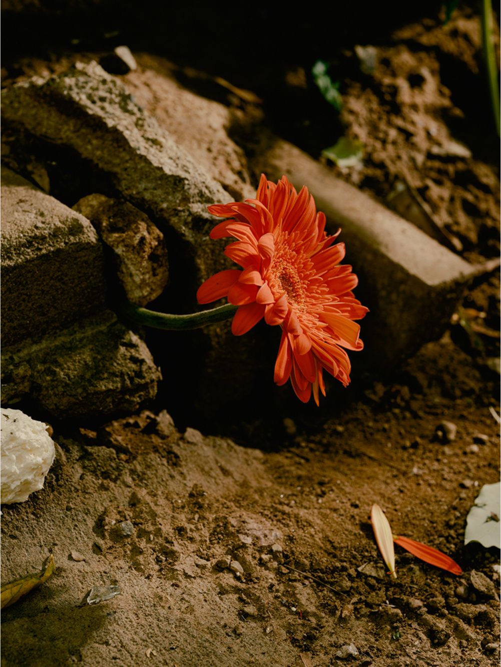 A decorative image from Usal Project