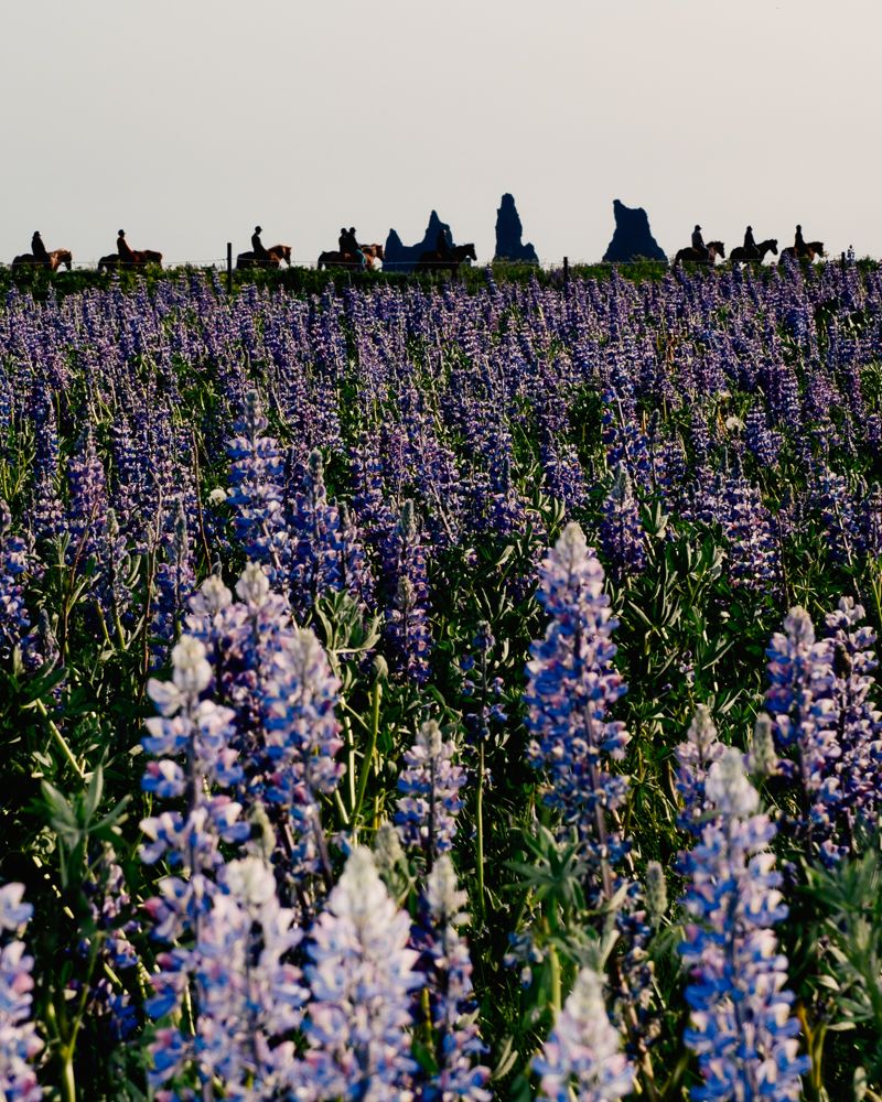 A decorative image from Usal Project