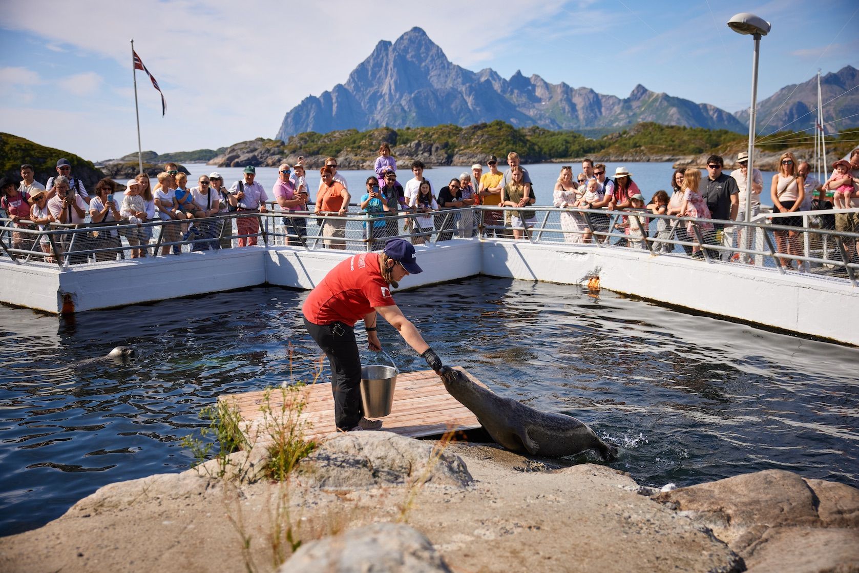Lofotakvariet seal feeding