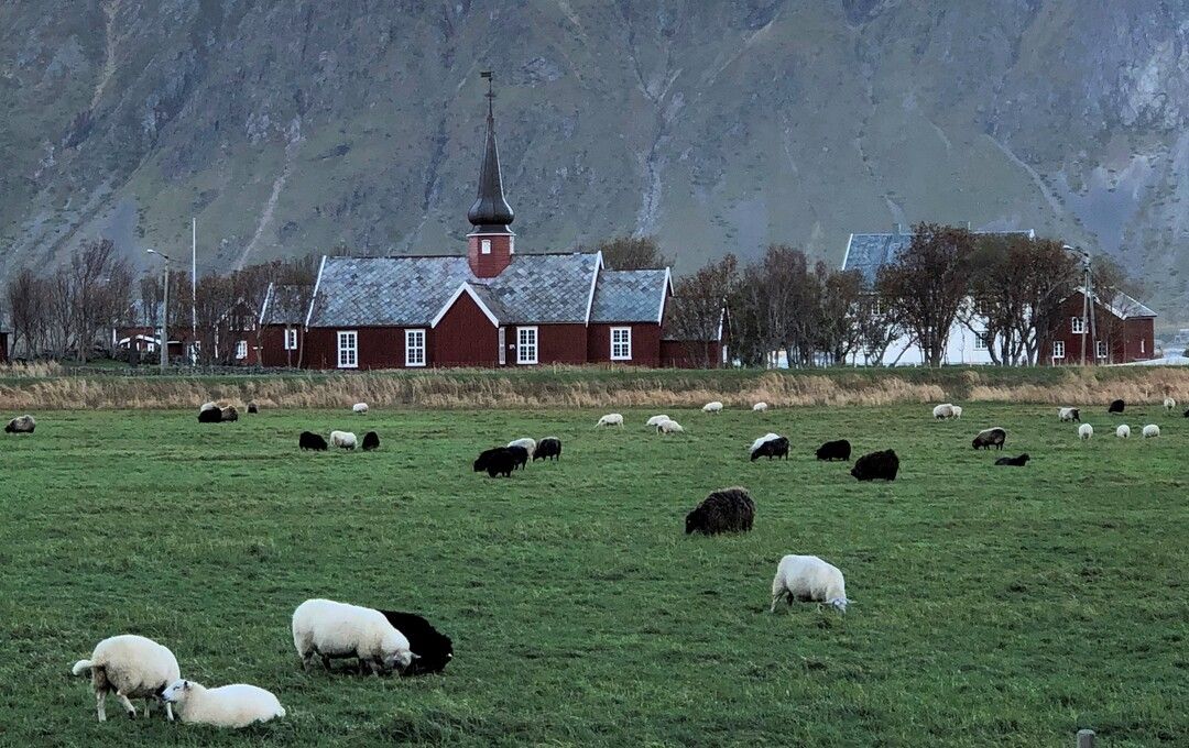 Sheep grazing in the area
