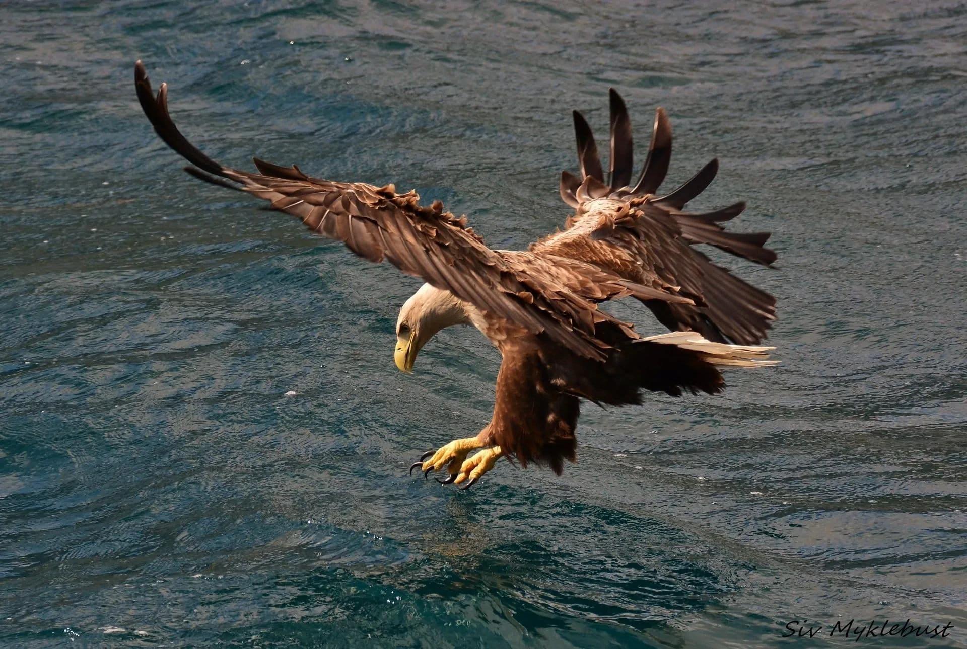 A local white- tailed sea eagle catching fish