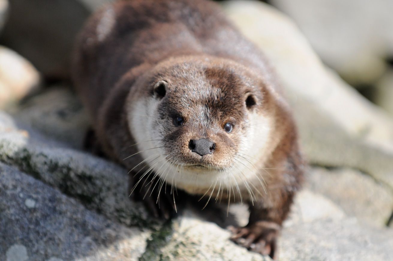 Lofotakvariet otter
