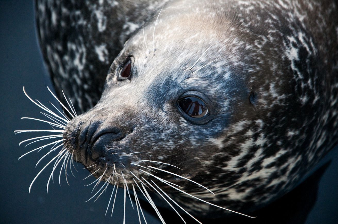 Lofotakvariet seal