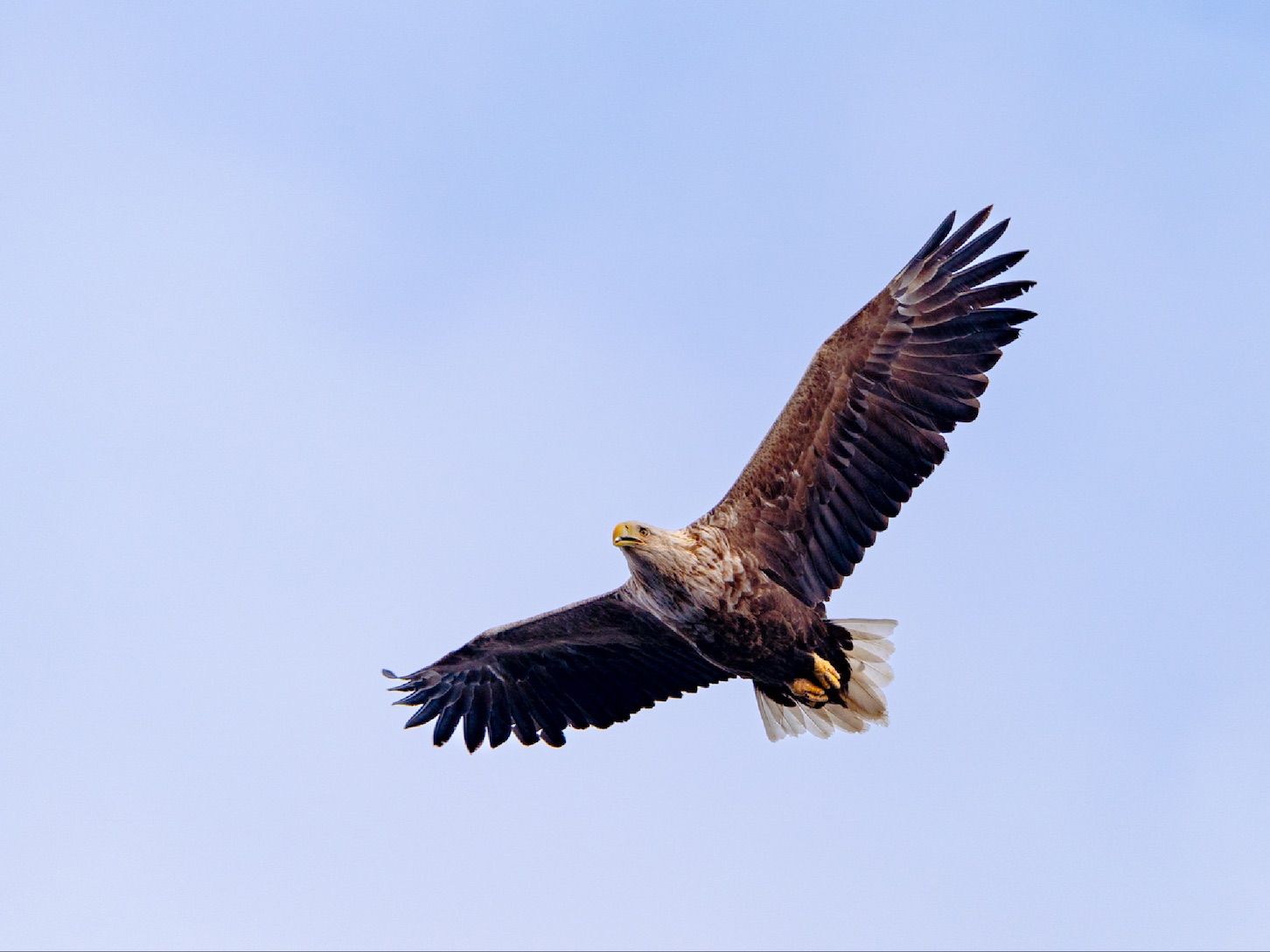 Sea Eagle