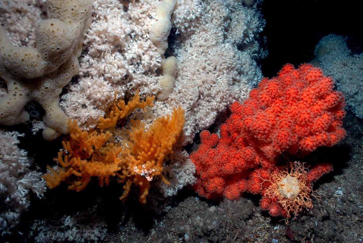 Lofotakvariet cold water corals