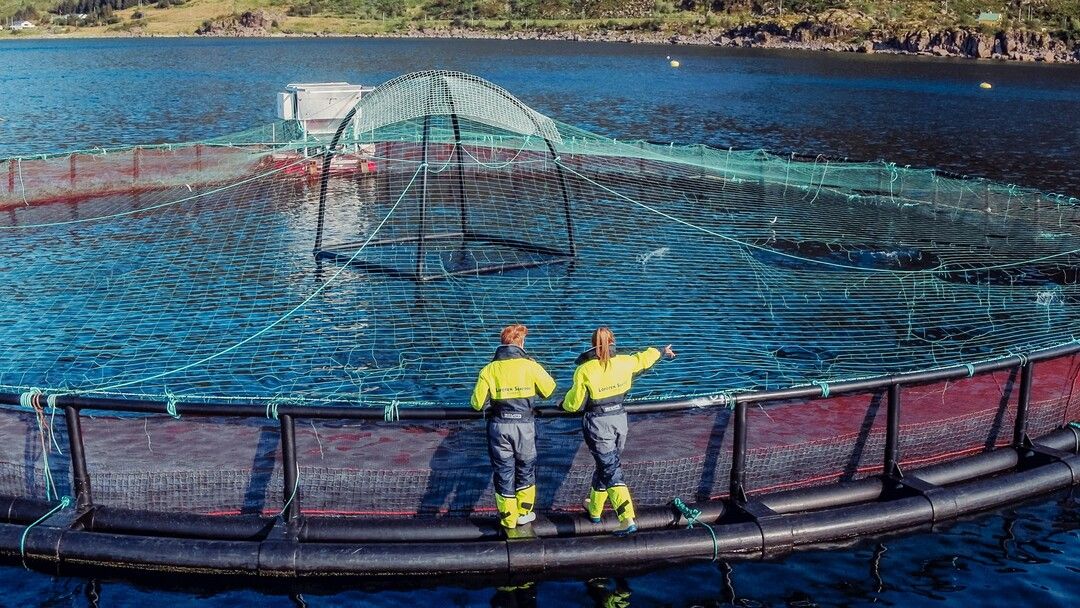 Where salmon grows