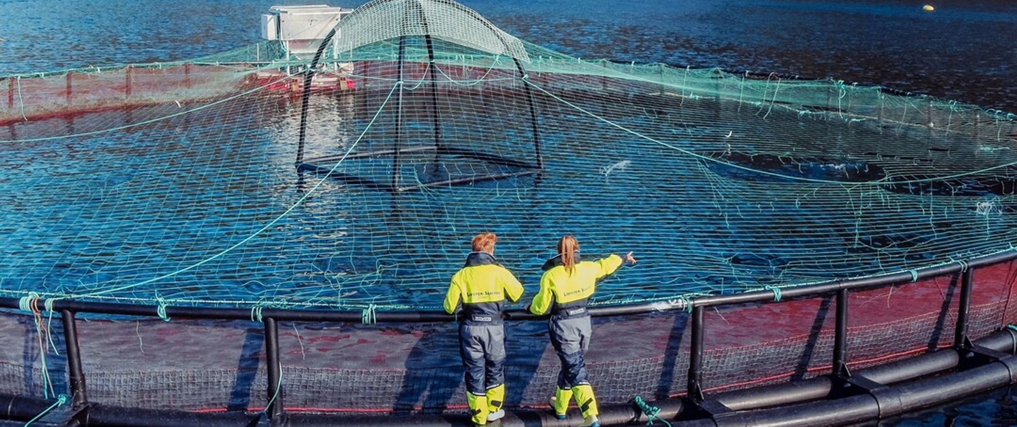 Where salmon grows