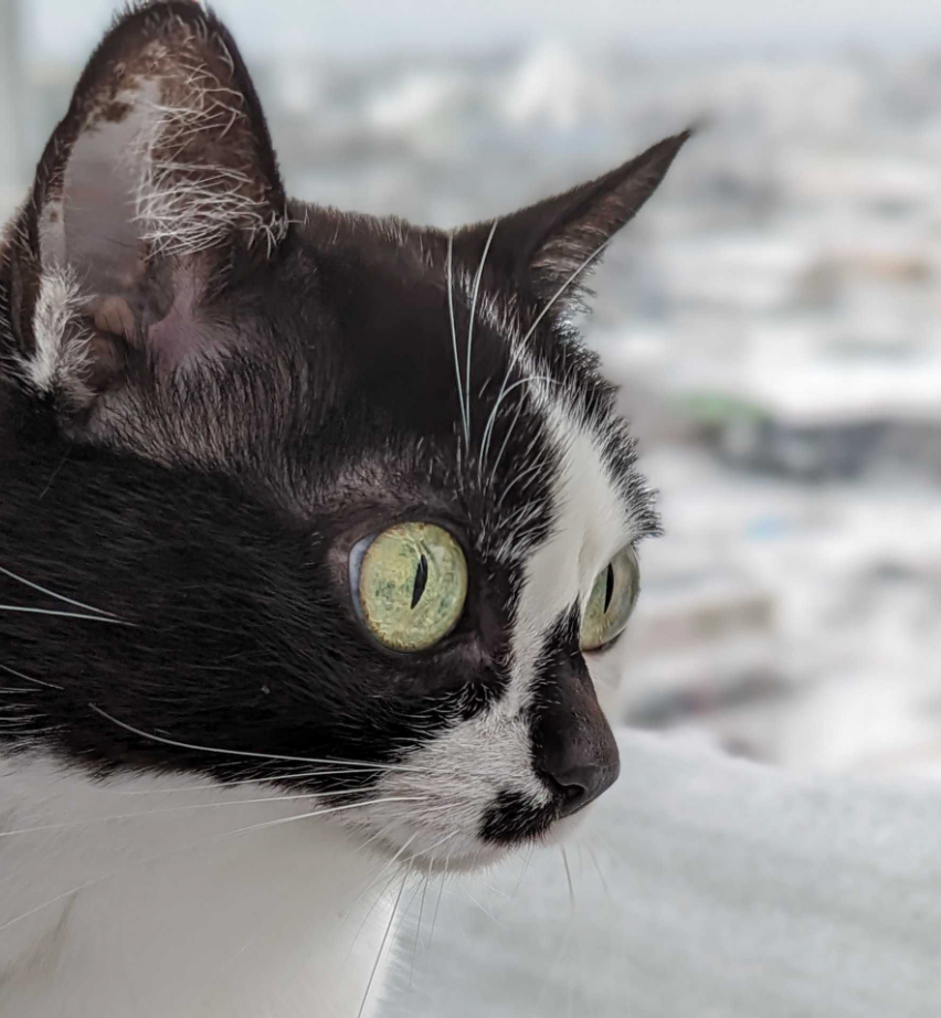 alt text test best cat