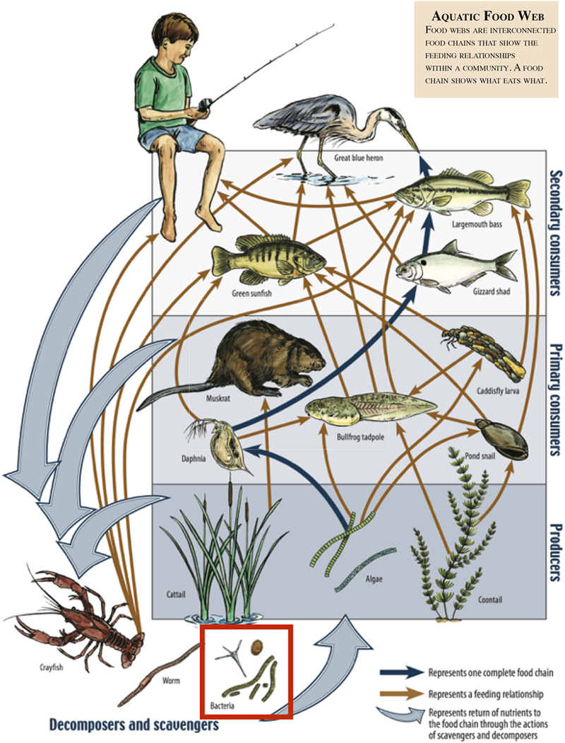 Aquatic food web by Kestin Schulz, Mariya W. Smit, Lydie Herfort and Holly M. Simon (source: https://bit.ly/3efvzUq)