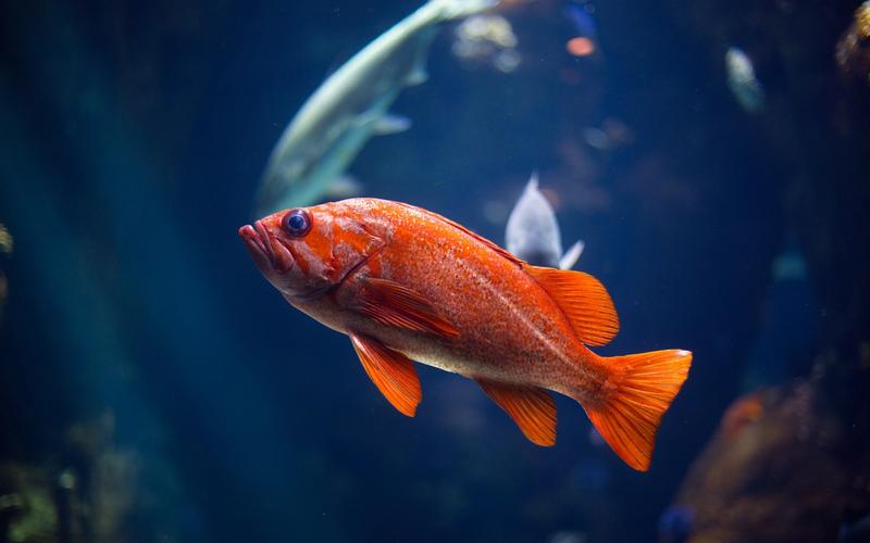 A small orange fish in a large fish tank with some other fish.