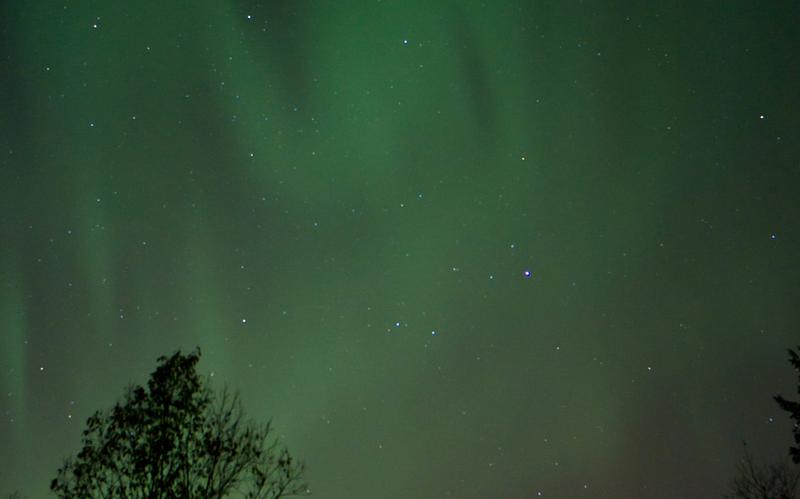 Green northern lights with a silhouette of a tree in the foreground