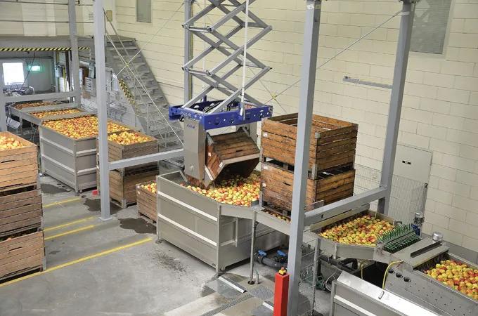 Robot rozładunkowy PALM przechyla skrzynię z jabłkami nad wanną wodną