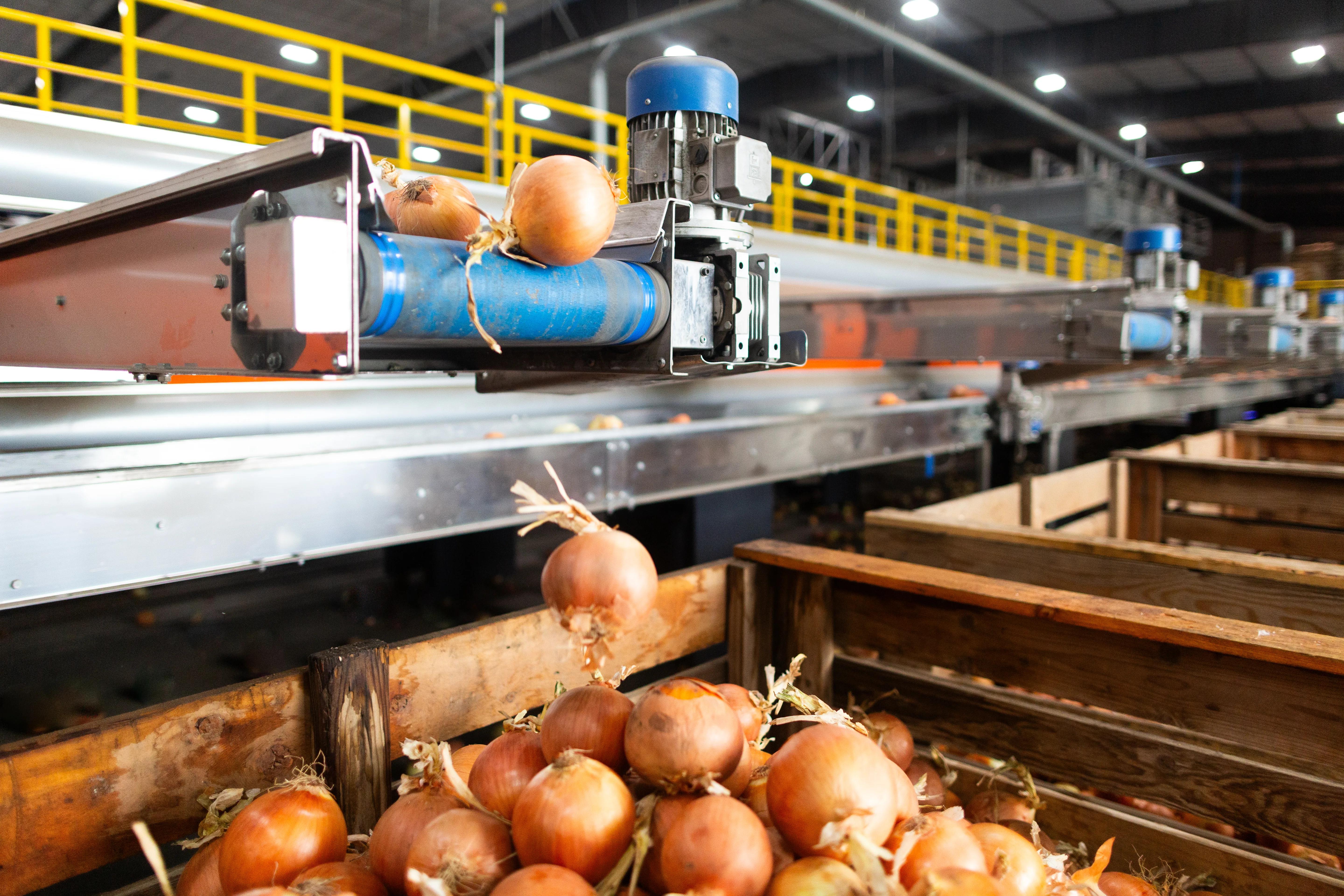 Sortowanie cebuli z technologią AI w zakładzie Stourgarden