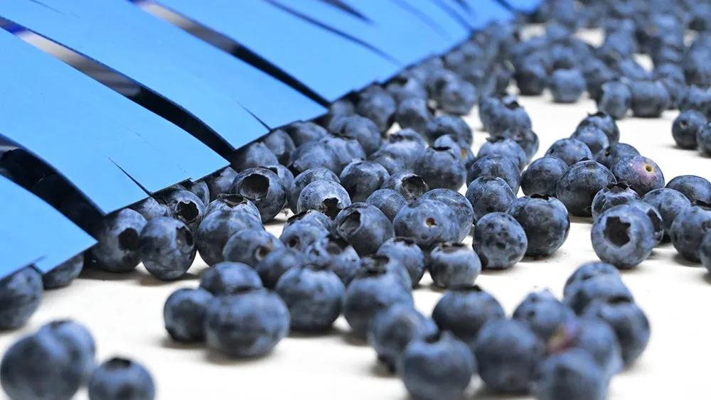 Sortowanie owoców miękkich sorterem Magnus w BerryBrothers