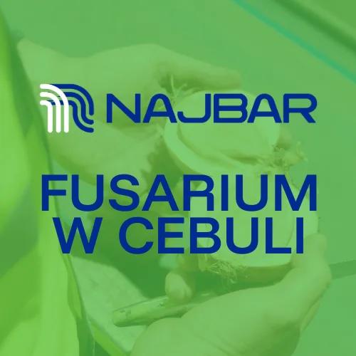 Fusarium w cebuli – przekrój cebuli z wadą wewnętrzną