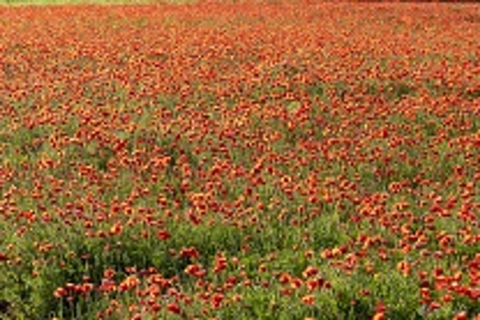 CAMPO DI PAPAVERI OPERA ESPOSTA A IESOLO