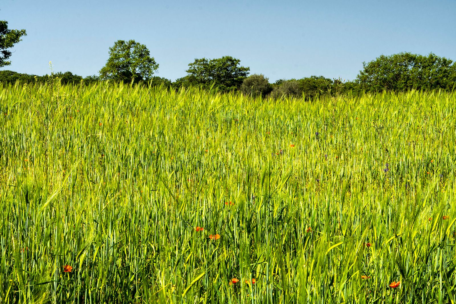 CAMPO DI GRANO