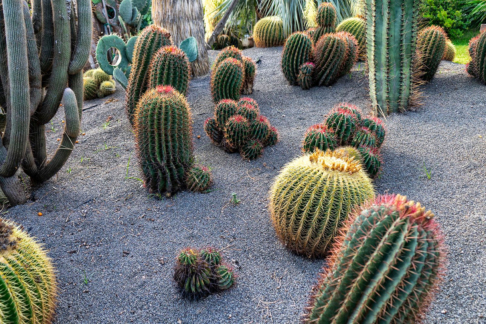 GIARDINI RAVINO - FORIO D'ISCHIA — fotografia 8 di Francesco Loliva