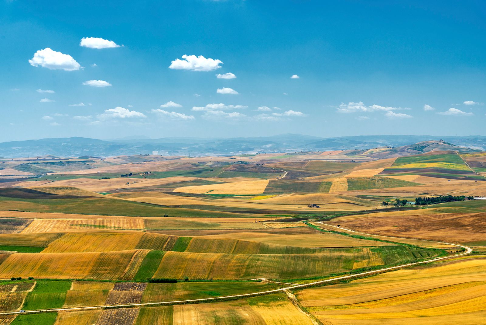ALTA MURGIA - I COLORI DELLA NATURA IN ESTATE — fotografia 5 di Francesco Loliva