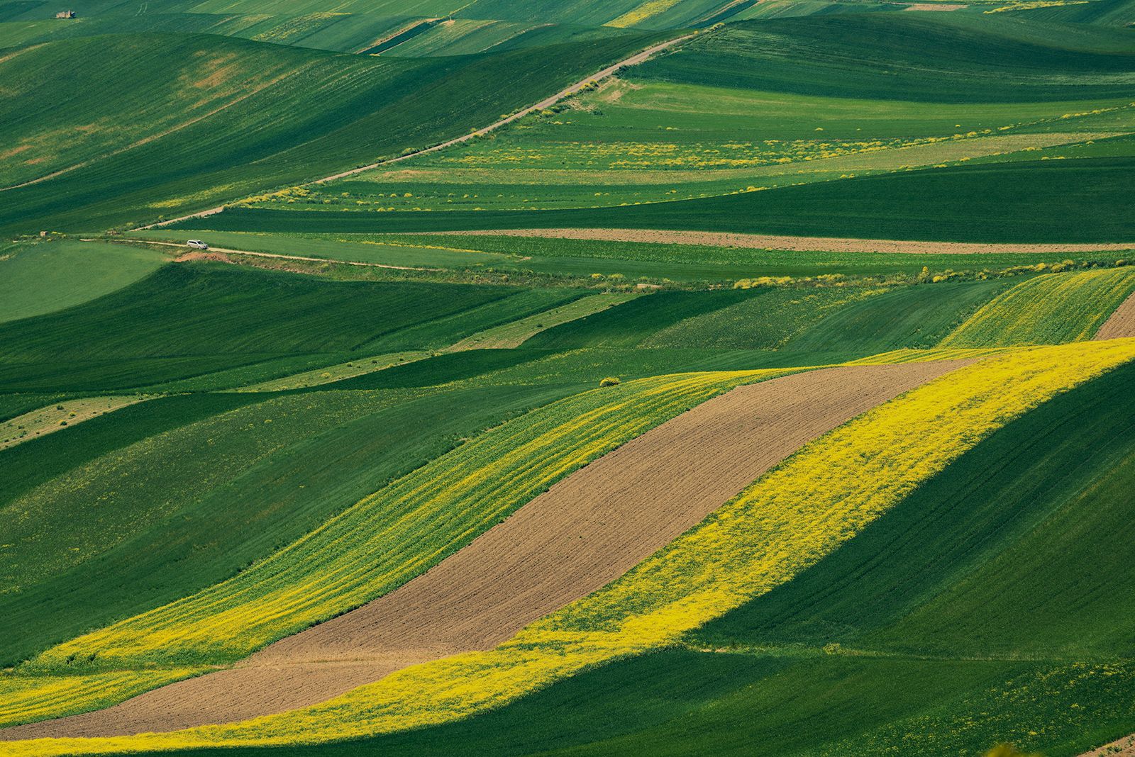 ALTA MURGIA- I COLORI DELLA PRIMAVERA — fotografia 8 di Francesco Loliva