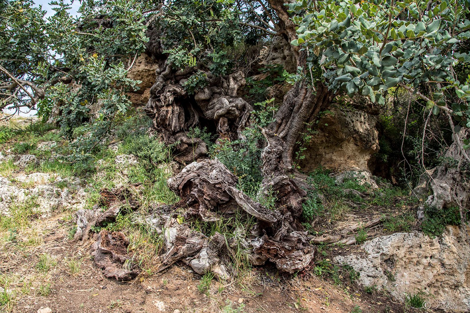 nel parco si può apprezzare, oltre agli ulivi secolari, il vecchio e maestoso CARRUBO (Ceratonia siliqua) con età…