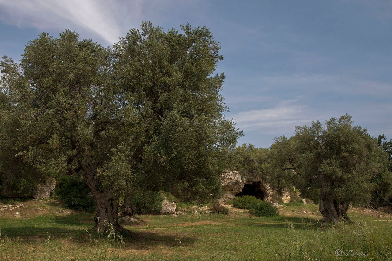 LAMA D'ANTICO - FASANO