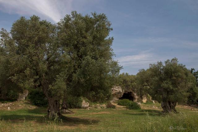 LAMA D'ANTICO - FASANO