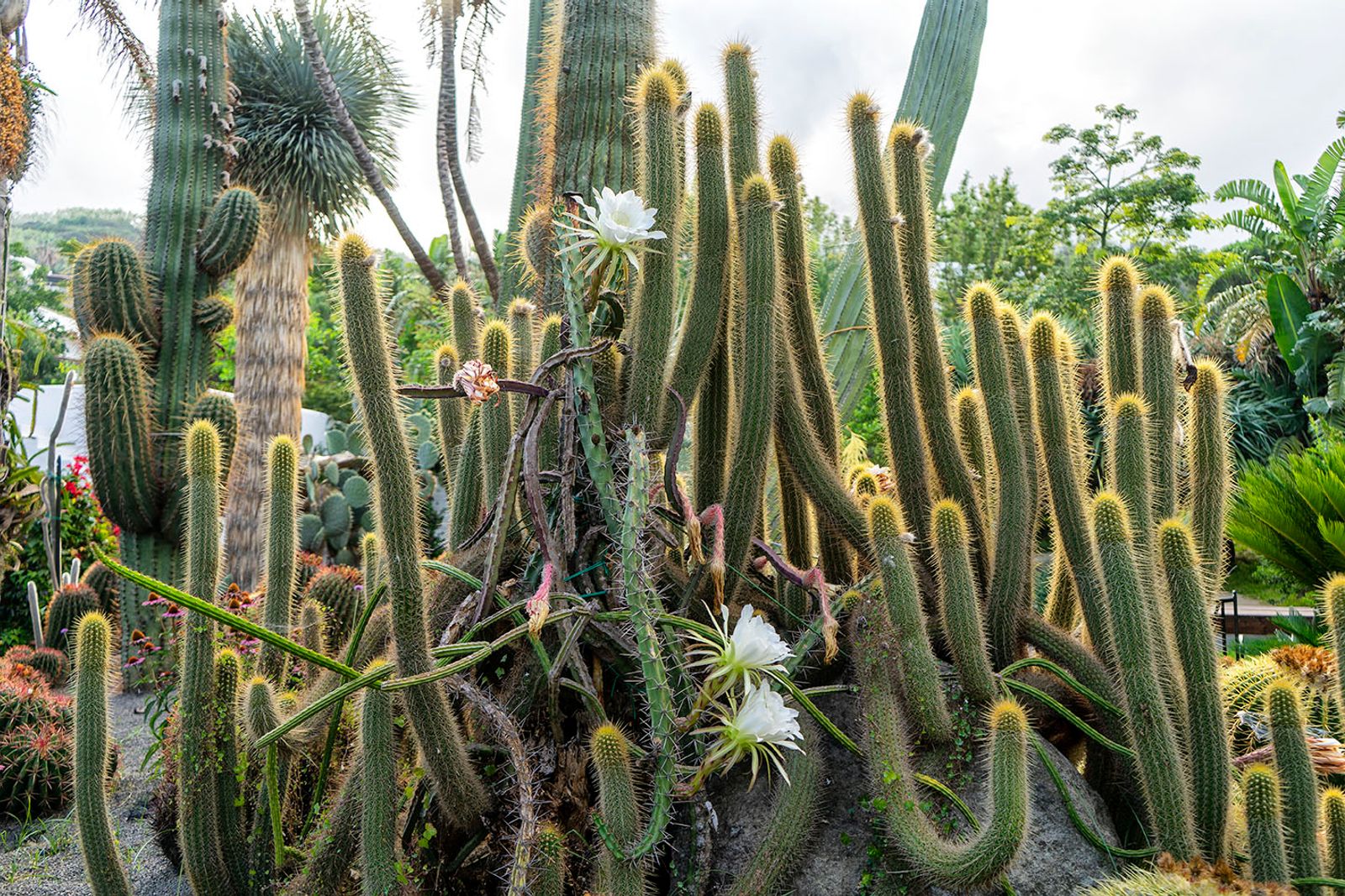 GIARDINI RAVINO - FORIO D'ISCHIA — fotografia 12 di Francesco Loliva