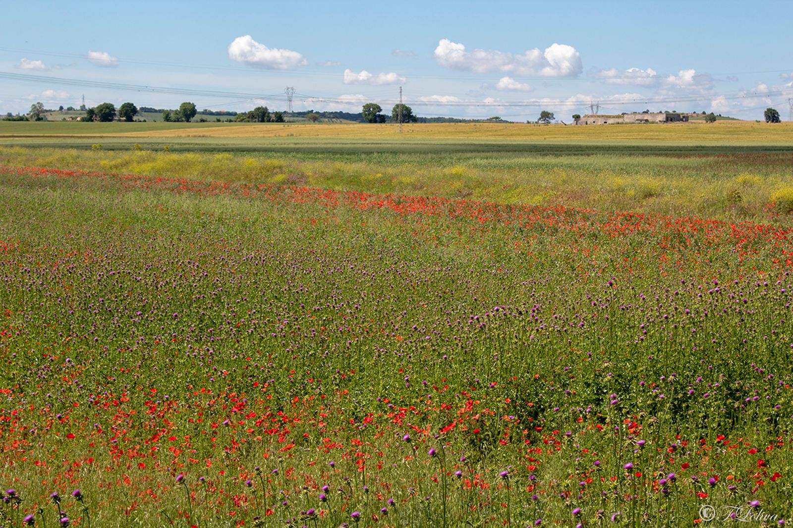 ALTA MURGIA - I COLORI DELLA NATURA IN PRIMAVERA — fotografia 17 di Francesco Loliva